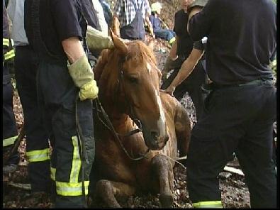 Die_Rettung_verlief_erfogreich_102_.jpg, 27.08.2006, 95 kB